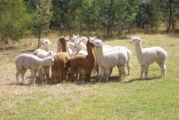 Madison's Mountain Retreat - South Australia Travel 7