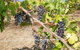 De'Vine Escape - thumb 13