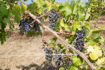 De'Vine Escape - South Australia Travel 13