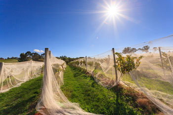 De'Vine Escape - South Australia Travel 14
