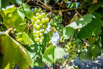 De'Vine Escape - South Australia Travel 20