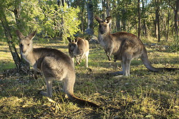 Eagleview Resort - South Australia Travel 42