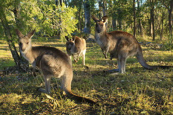 Eagleview Resort - South Australia Travel 56