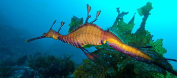 Bella Villas Of Jervis Bay - South Australia Travel 12