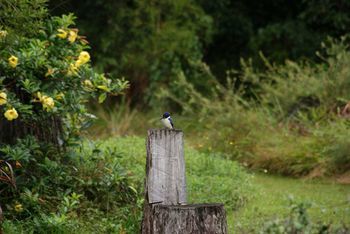 Kingfishers Manor @ Noosa - South Australia Travel 32