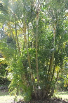 Buderim Fiesta Motel - South Australia Travel 18