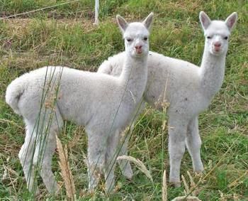 Valley Farm Vineyard Cottages - South Australia Travel 2