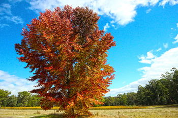 Valley Farm Vineyard Cottages - South Australia Travel 6