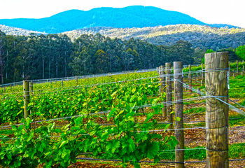 Valley Farm Vineyard Cottages - South Australia Travel 10