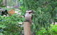 Amytis Gardens Retreat Spa And Cooking School - thumb 3