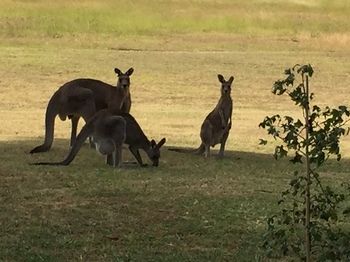 Block Eight - South Australia Travel 2