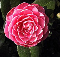 Cloverlea Gardens Bed and Breakfast - South Australia Travel