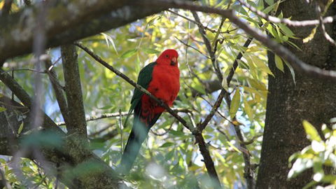 Gentle Annie Caravan And Camping Reserve - South Australia Travel 2