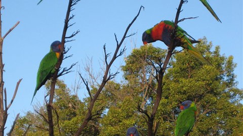 Captains Lodge International - South Australia Travel 2