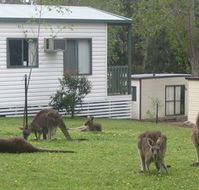 Halls Gap Caravan Park - South Australia Travel