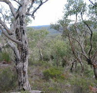 The Glen - South Australia Travel