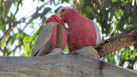 River Gardens Bed And Breakfast Farmstay - South Australia Travel 6