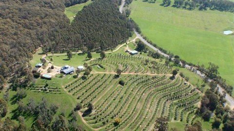 Karoonda Olive Grove Retreat At Mt Buffalo Olives - South Australia Travel 2