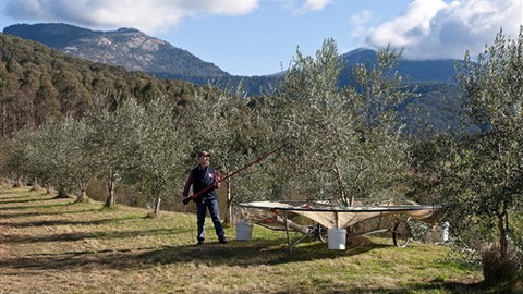 Karoonda Olive Grove Retreat At Mt Buffalo Olives - South Australia Travel 3