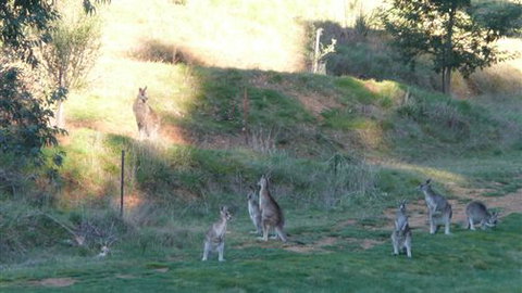 Karoonda Olive Grove Retreat At Mt Buffalo Olives - South Australia Travel 6