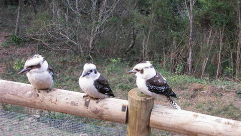 Wattletree Cottage - South Australia Travel 3