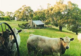 Adelaide Hills Country Cottages - Gum Tree Cottage - South Australia Travel 1