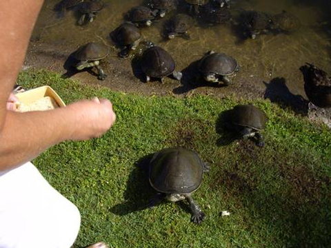 Alexander Lakeside Bed & Breakfast - South Australia Travel 2