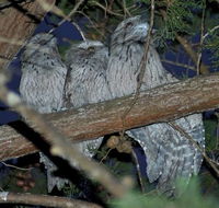 BIG4 Kelso Sands Holiday  Native Wildlife Park - South Australia Travel