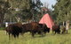 Aranyani Bison Adventure Tourist Park - thumb 6