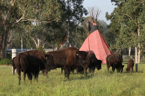 Aranyani Bison Adventure Tourist Park - South Australia Travel 6
