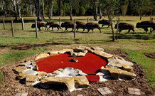Aranyani Bison Adventure Tourist Park - South Australia Travel 5