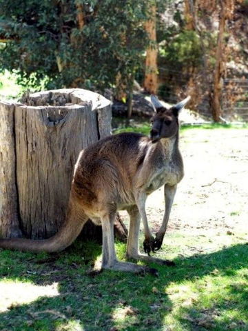 Toodyay Holiday Park & Chalets - South Australia Travel 3