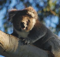Bimbi Park Camping Under Koalas - South Australia Travel