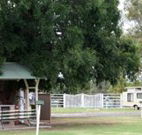 Warialda Caravan Park - South Australia Travel