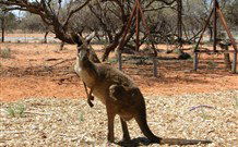 Mungo Lodge Tours And Accommodation - South Australia Travel 4