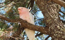 Mungo Lodge Tours And Accommodation - South Australia Travel 5