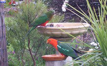 Valley View Motel Murrurundi - Murrurundi - South Australia Travel 4