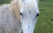 Eaglewood B And B And Farmstay - South Australia Travel 0