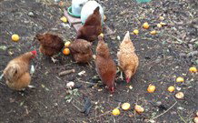 Eaglewood B And B And Farmstay - South Australia Travel 2