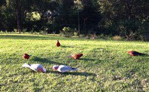 Eaglewood B And B And Farmstay - South Australia Travel 3