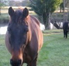 Reynella Kosciusko Rides Accommodation - South Australia Travel