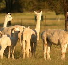 Waterfall Way Farmstay - South Australia Travel