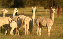 Waterfall Way Farmstay - South Australia Travel 0