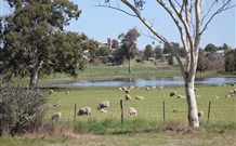 Yamba Farmstay - South Australia Travel 5