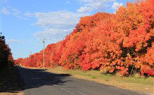 Yamba Farmstay - South Australia Travel 4