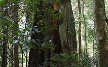 Cougal Park Bed And Breakfast - South Australia Travel 5