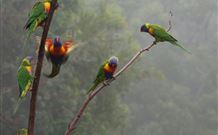 Cougal Park Bed And Breakfast - South Australia Travel 6