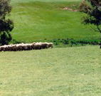 Gooromon Park Cottages - South Australia Travel