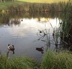 Harewood House Bed and Breakfast - South Australia Travel