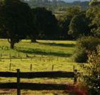 Pines on the Plateau - South Australia Travel
